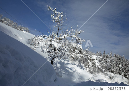 青空に映える豪雪を被ったキリの木　福島県只見町 98872573