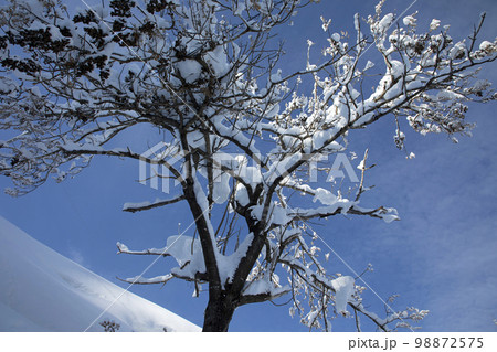 青空に映える豪雪を被ったキリの木 福島県只見町 青空に映える豪雪を被ったキリの木 福島県只見町 98872575