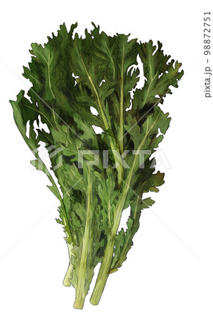 春菊のイラスト素材 98872751