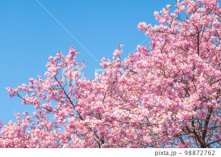 河津桜（河津町） 98872762