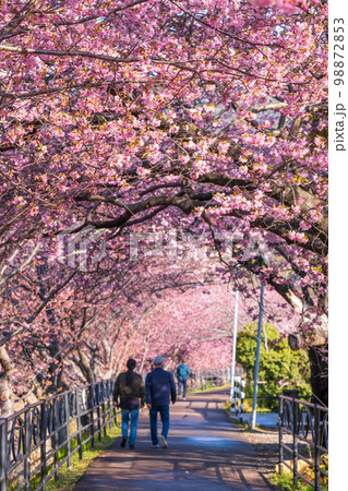 河津桜（河津町） 98872853