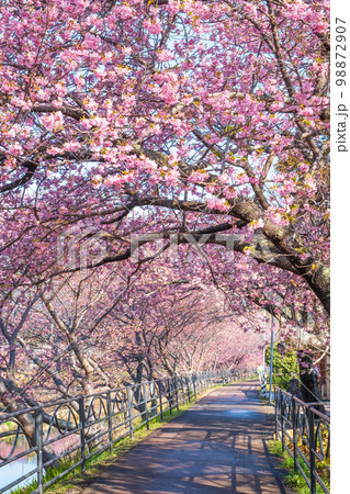 河津桜(河津町) 河津桜(河津町) 98872907