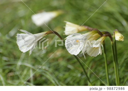 ナルキッソス・カンタブリクス ナルキッソス・カンタブリクス 98872986