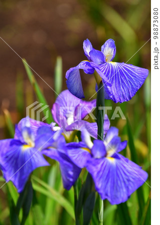 花菖蒲 98873080