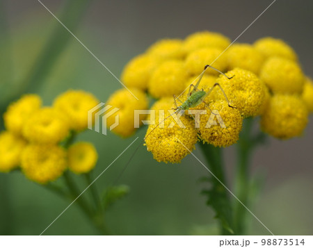 タンジーの花と小さな虫 98873514