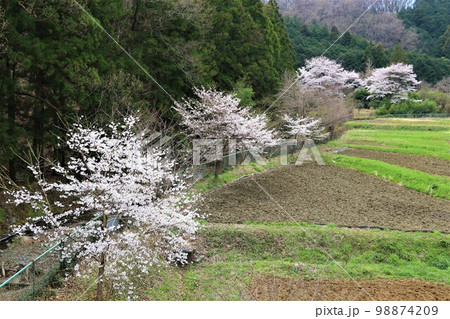 ゆずの里毛呂山町の棚田を彩る満開の桜風景 98874209