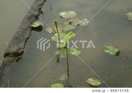 岡山後楽園の古代ハスの蕾と葉を濡らして5月の雨 98874248