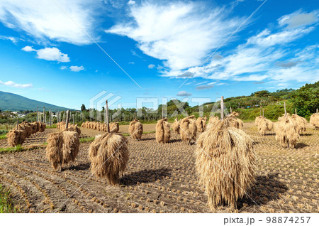 【水田・稲作】実りの秋。津軽の稲刈り後の天日乾燥 98874257