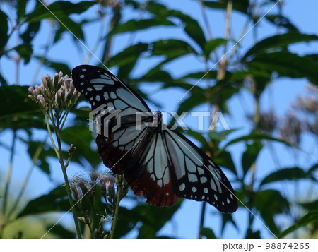 アサギマダラ　チョウ　蝶 98874265