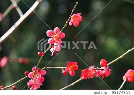 吹田 梅の花(蝶千鳥) 万博公園(春) 吹田 梅の花(蝶千鳥) 万博公園(春) 98874310