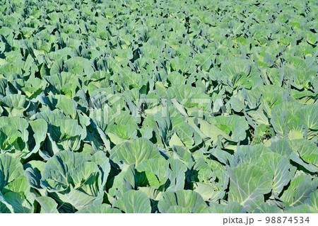 【キャベツ畑】 98874534