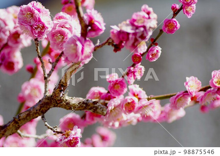 桜 花香実 98875546