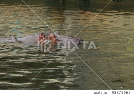 ゆっくりと泳ぐカバ 98875662