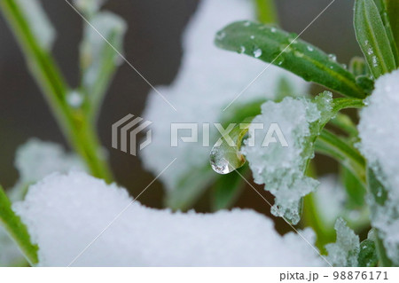 雪解けの滴・庭の春 98876171