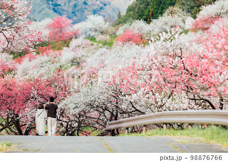 長野阿智村 月川温泉 花桃の郷の絶景とカップル 長野阿智村 月川温泉 花桃の郷の絶景とカップル 98876766