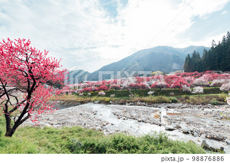 長野阿智村　月川温泉　花桃の郷の絶景 98876886