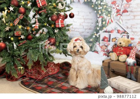 クリスマスツリーとベッドにのったチワプー クリスマスツリーとベッドにのったチワプー 98877112