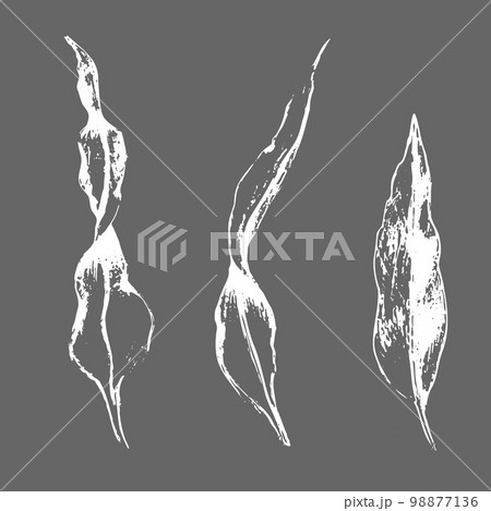 Seaweed or laminaria underwater, monochrome white colore sketch vector illustration isolated on gray background. 98877136