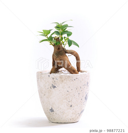 観葉植物、キジムナーが宿るガジュマルの鉢植え【白背景】 観葉植物、キジムナーが宿るガジュマルの鉢植え【白背景】 98877221