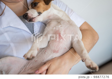 Veterinarian holding a jack russell terrier dog with dermatitis. Veterinarian holding a jack russell terrier dog with dermatitis. 98877276