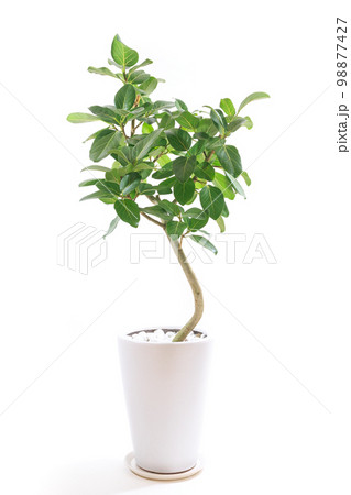 観葉植物、望みを叶える木と言われるフィカス・ベンガレンシスの鉢植え【白背景】 観葉植物、望みを叶える木と言われるフィカス・ベンガレンシスの鉢植え【白背景】 98877427