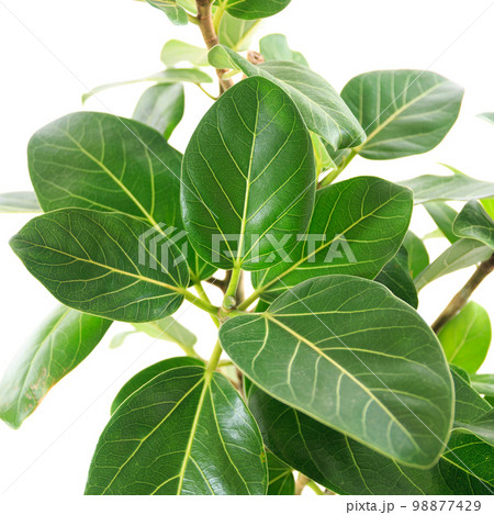 観葉植物、望みを叶える木と言われるフィカス・ベンガレンシスの葉【白背景】 観葉植物、望みを叶える木と言われるフィカス・ベンガレンシスの葉【白背景】 98877429