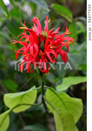 植物園のジャスティシア・スピキゲラ(メキシカン・ハニーサックル) 植物園のジャスティシア・スピキゲラ(メキシカン・ハニーサックル) 98877439