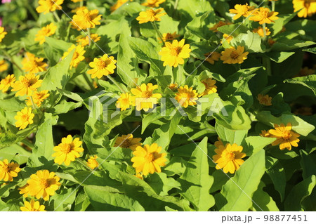 花壇で鮮やかな黄色い花を咲かす、メランポジウム 98877451