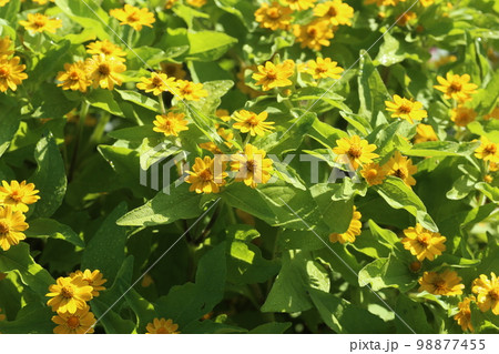 花壇で鮮やかな黄色い花を咲かす、メランポジウム 花壇で鮮やかな黄色い花を咲かす、メランポジウム 98877455