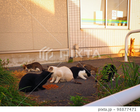 たくさんの野良猫への餌やり たくさんの野良猫への餌やり 98877471