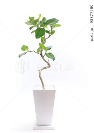 観葉植物、望みを叶える木と言われるフィカス・ベンガレンシスの鉢植え【白背景】 観葉植物、望みを叶える木と言われるフィカス・ベンガレンシスの鉢植え【白背景】 98877560