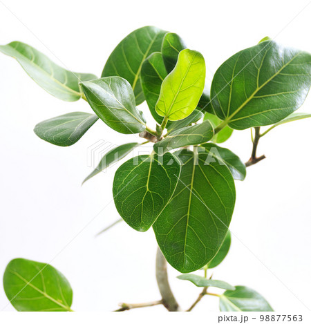 観葉植物、望みを叶える木と言われるフィカス・ベンガレンシスの葉【白背景】 観葉植物、望みを叶える木と言われるフィカス・ベンガレンシスの葉【白背景】 98877563