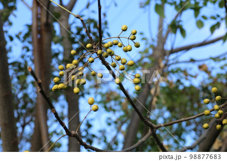 秋になり、丸い小さな実をたくさんつけた、センダン 秋になり、丸い小さな実をたくさんつけた、センダン 98877683