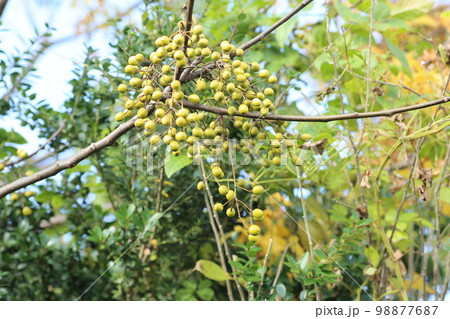秋になり、丸い小さな実をたくさんつけた、センダン 秋になり、丸い小さな実をたくさんつけた、センダン 98877687