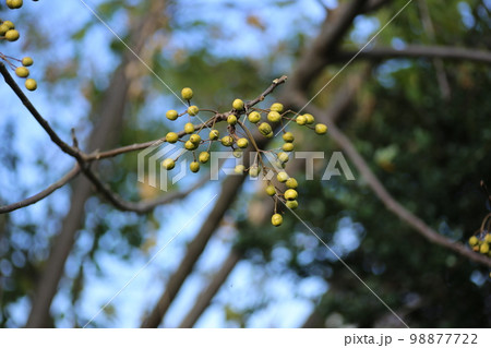秋になり、丸い小さな実をたくさんつけた、センダン 秋になり、丸い小さな実をたくさんつけた、センダン 98877722