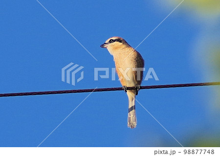 秋空のもと電線の上で高鳴きするモズ 横位置 秋空のもと電線の上で高鳴きするモズ 横位置 98877748