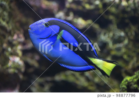 ナンヨウハギ 98877796