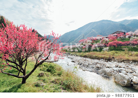 長野阿智村 月川温泉 花桃の郷の絶景 長野阿智村 月川温泉 花桃の郷の絶景 98877911