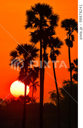 landscape of Sugar palm tree during twilight sunrise at Pathumthani province,Thailand landscape of Sugar palm tree during twilight sunrise at Pathumthani province,Thailand 98878241