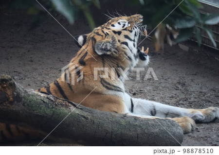 大きく口を開き牙を見せるアムールトラがいる動物園の飼育スペースの風景 98878510