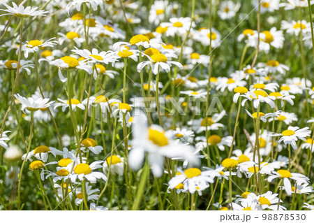 Daisies Daisies 98878530