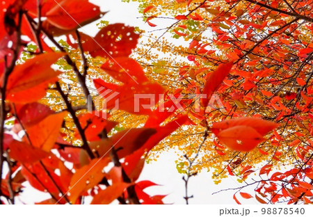 秋の風景：ポプラの紅葉＆桜：秋の空：淀川河川敷公園 98878540