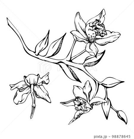 Hand drawn vector ink orchid flowers, stems, leaves, monochrome, detailed outline. Composition with branches. Isolated on white background. Design for wall art, wedding, print, tattoo, cover, card. 98878645