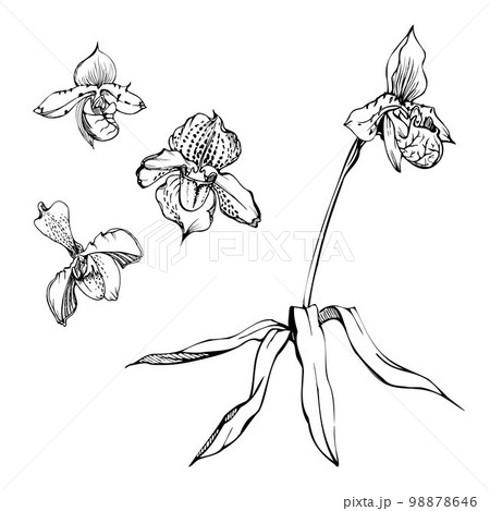 Hand drawn vector ink orchid flowers, stems, leaves, monochrome, detailed outline. Composition with branches. Isolated on white background. Design for wall art, wedding, print, tattoo, cover, card. 98878646