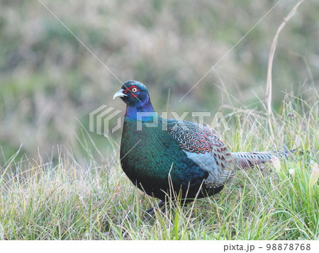 冬のキジ 98878768