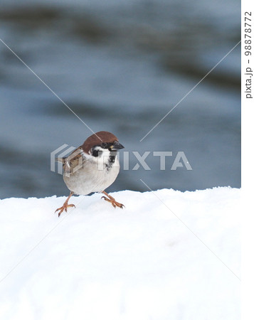 雪上のスズメ 98878772