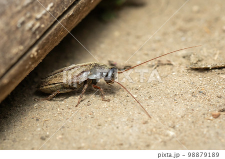 Image of Diploptera punctata or the Pacific beetle cockroach. Insect. Animal. 98879189