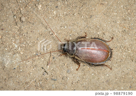 Image of Diploptera punctata or the Pacific beetle cockroach. Insect. Animal. 98879190
