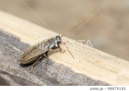 Image of Diploptera punctata or the Pacific beetle cockroach. Insect. Animal. 98879193