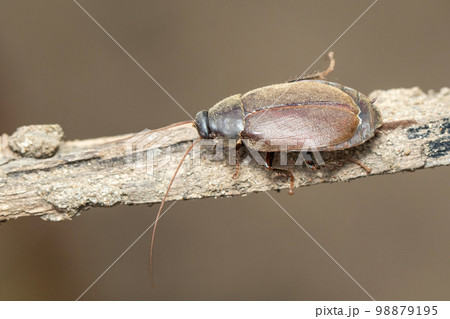 Image of Diploptera punctata or the Pacific beetle cockroach. Insect. Animal. 98879195